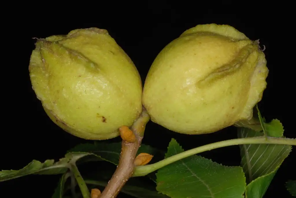 Photo of Carya cordiformis (Carya cordiformiss)