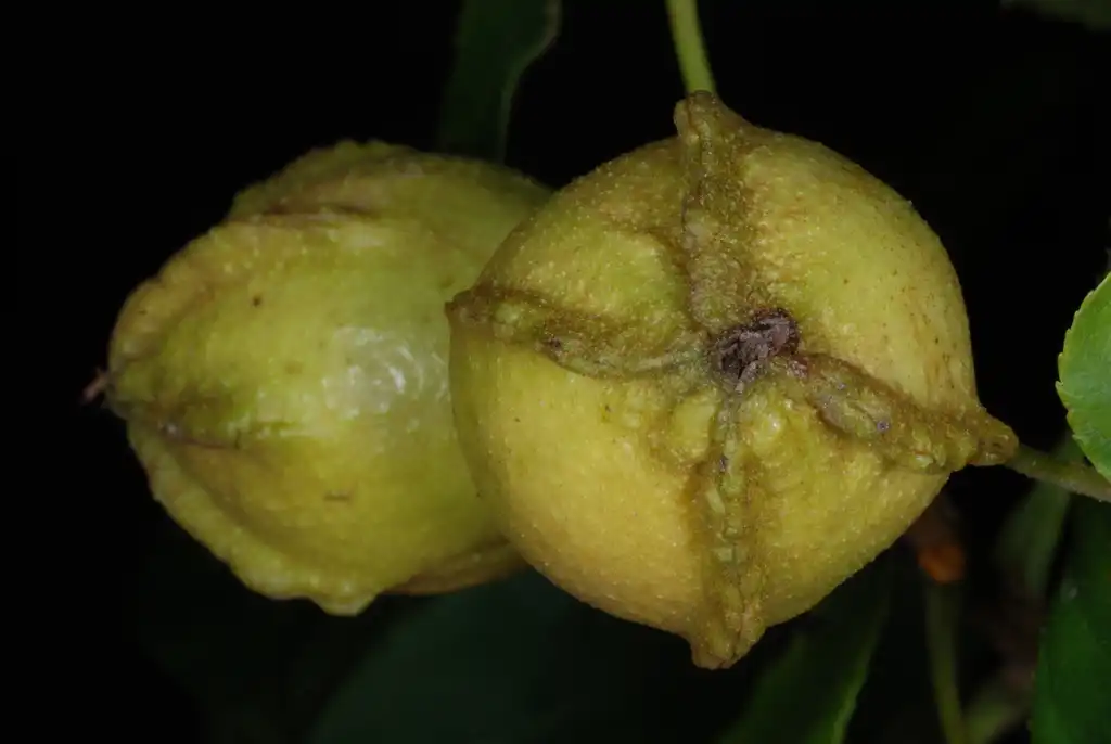 Photo of Carya cordiformis (Carya cordiformiss)
