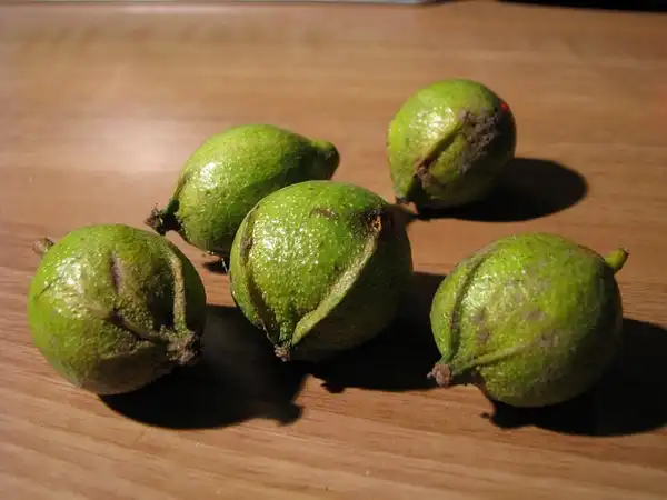 Photo of Carya cordiformis - Carya cordiformis:Gilles Douaire