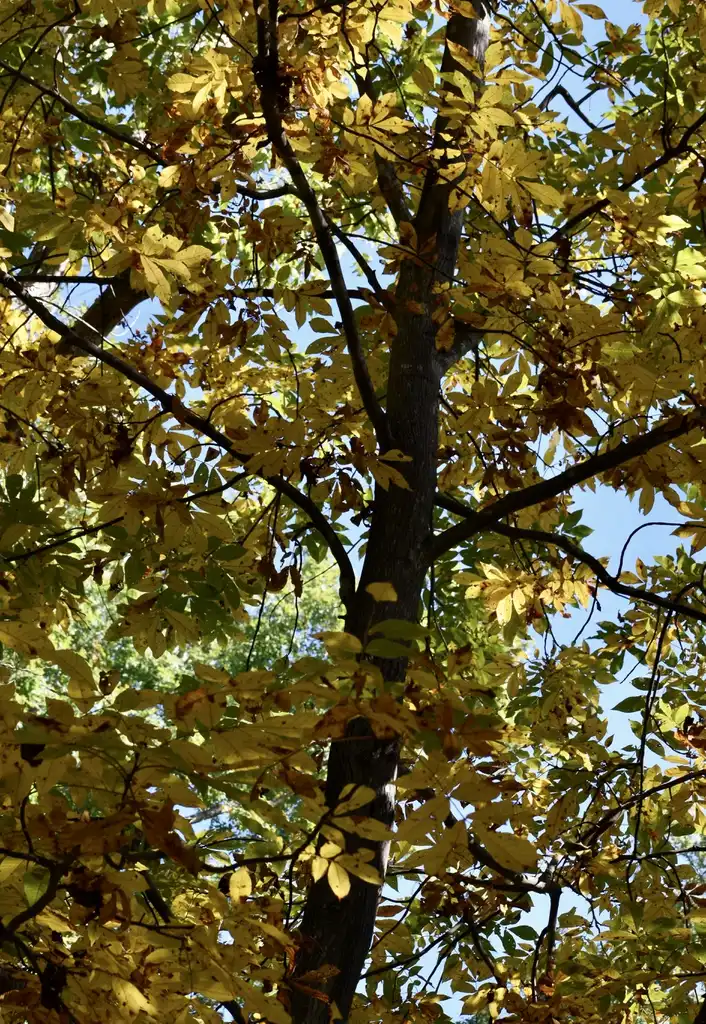 Photo of Carya cordiformis - Fall Form (Warren County,NC)-Fall:Cathy Dewitt