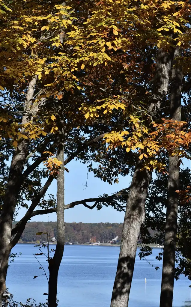 Photo of Carya cordiformis - Leaves and bark (Warren County, NC)-Fall:Cathy Dewitt