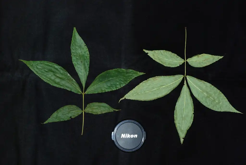 Photo of Carya cordiformis - (Monroe County, NY)-Early Fall:Douglas Goldman, USDA