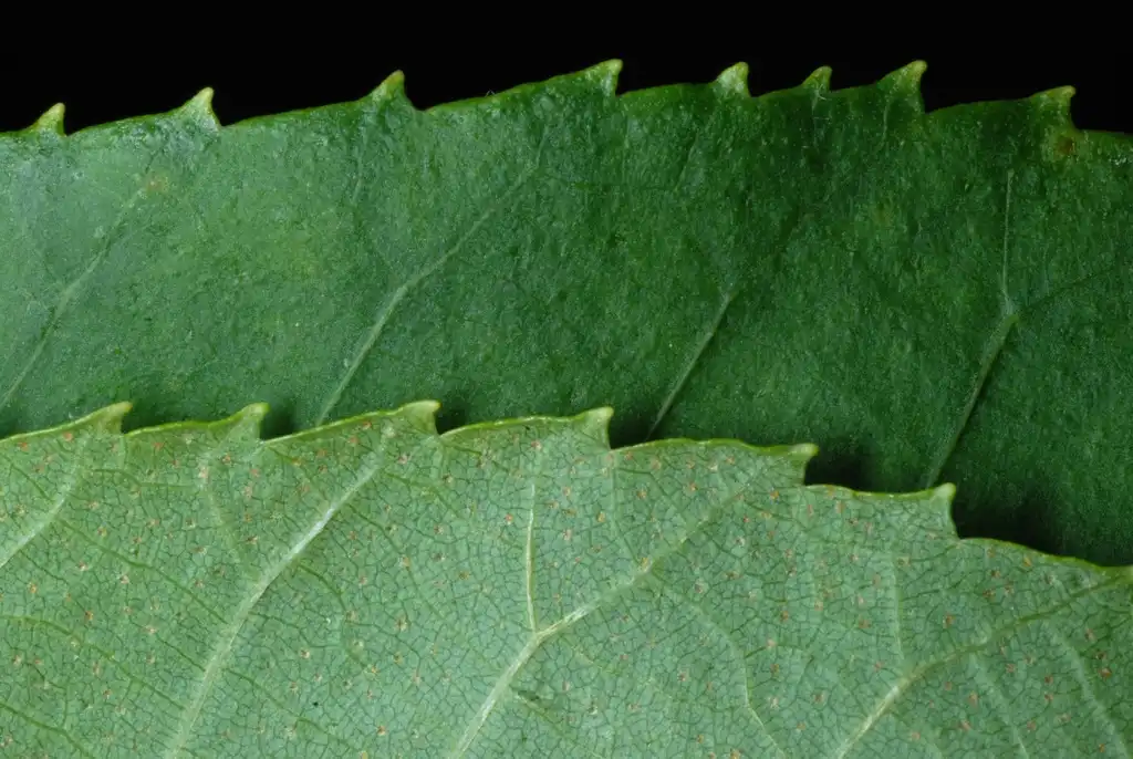 Photo of Carya cordiformis - (Monroe County, NY)-Early Fall:Douglas Goldman, USDA