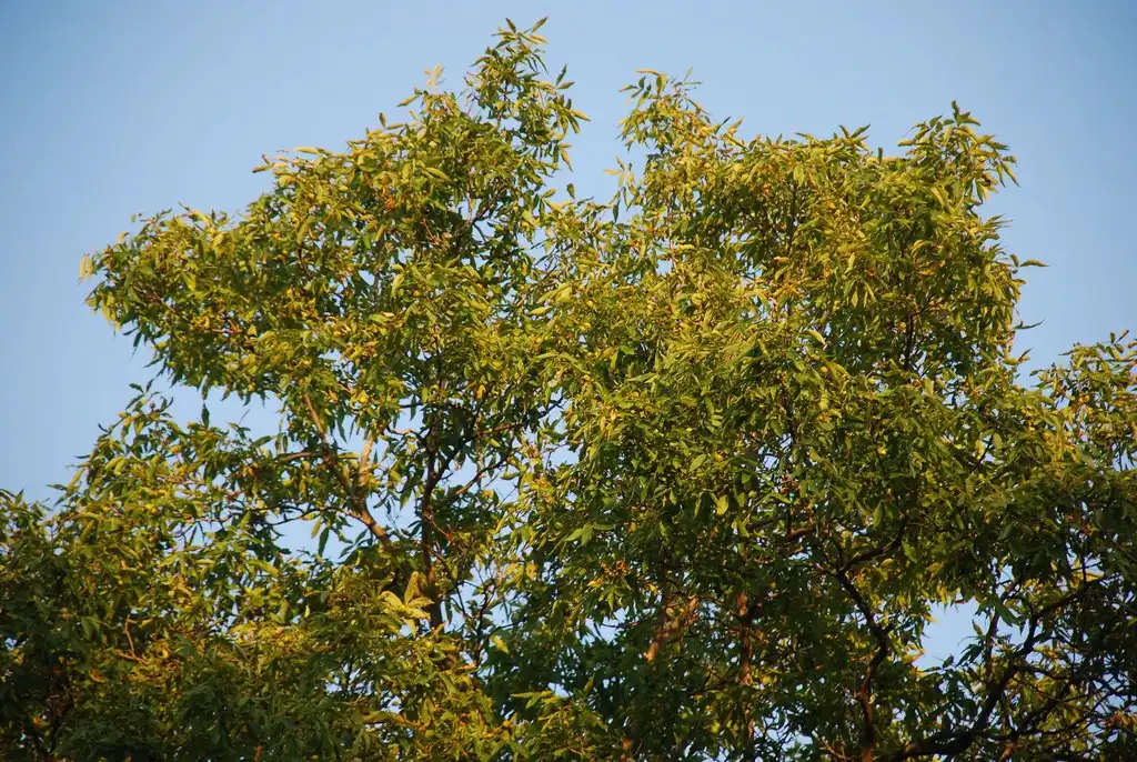 Photo of Carya cordiformis - (Monroe County, NY)-Early Fall:Douglas Goldman, USDA