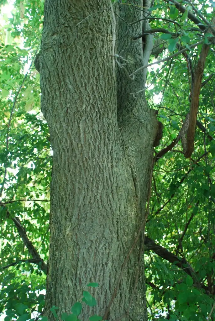Photo of Carya cordiformis - (Monroe County, NY)-Early Fall:Douglas Goldman, USDA