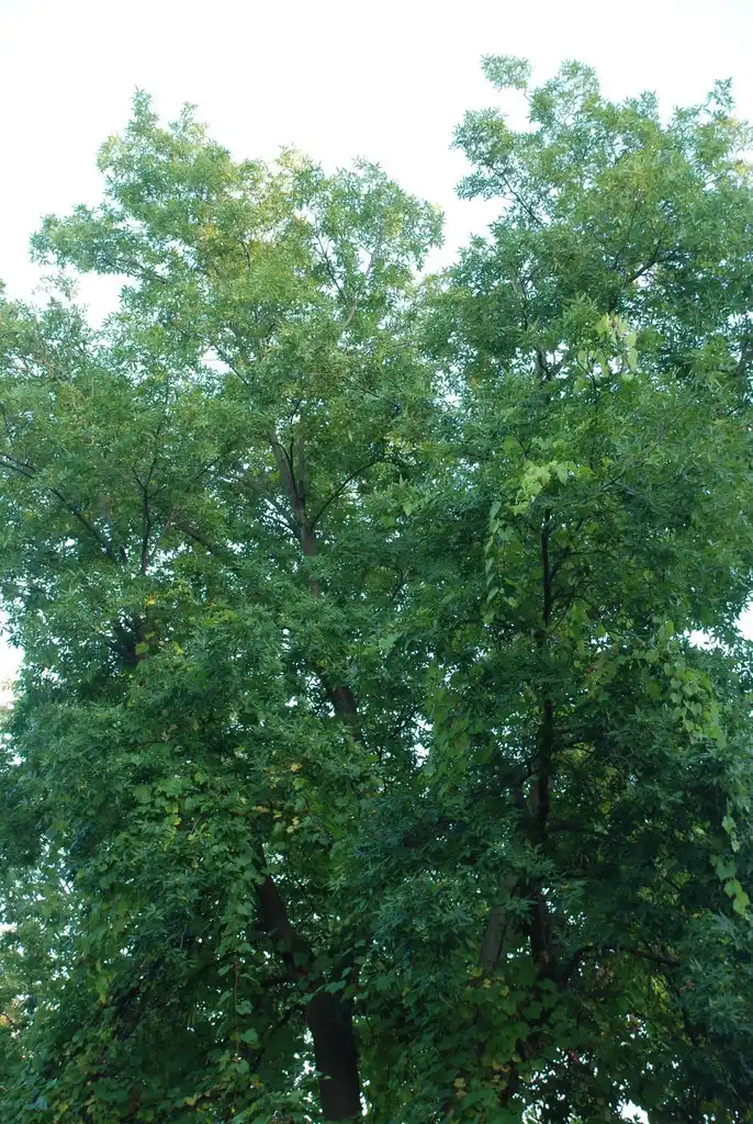 Photo of Carya cordiformis - (Monroe County, NY)-Early Fall:Douglas Goldman, USDA