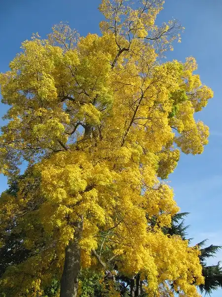 Photo of Carya cordiformis - Carya cordiformis:Leonora Enking