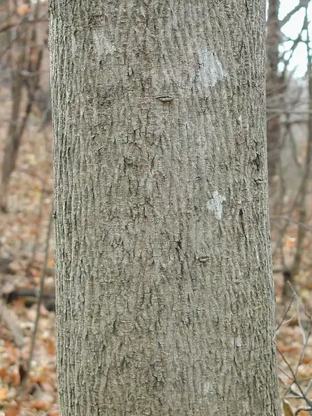 Photo of Carya cordiformis - Carya cordiformis:Eli Sagor