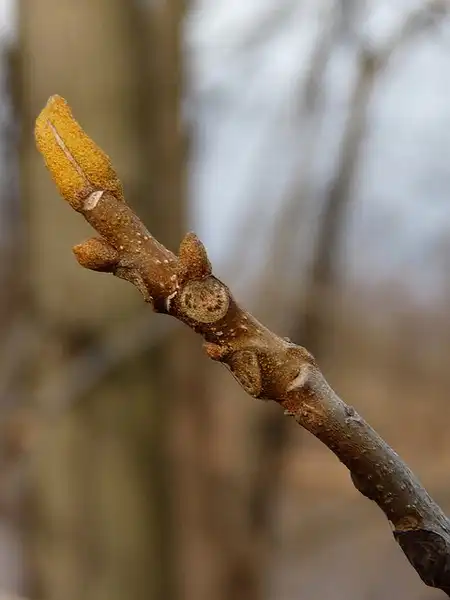 Photo of Carya cordiformis - Carya cordiformis:NatureServe
