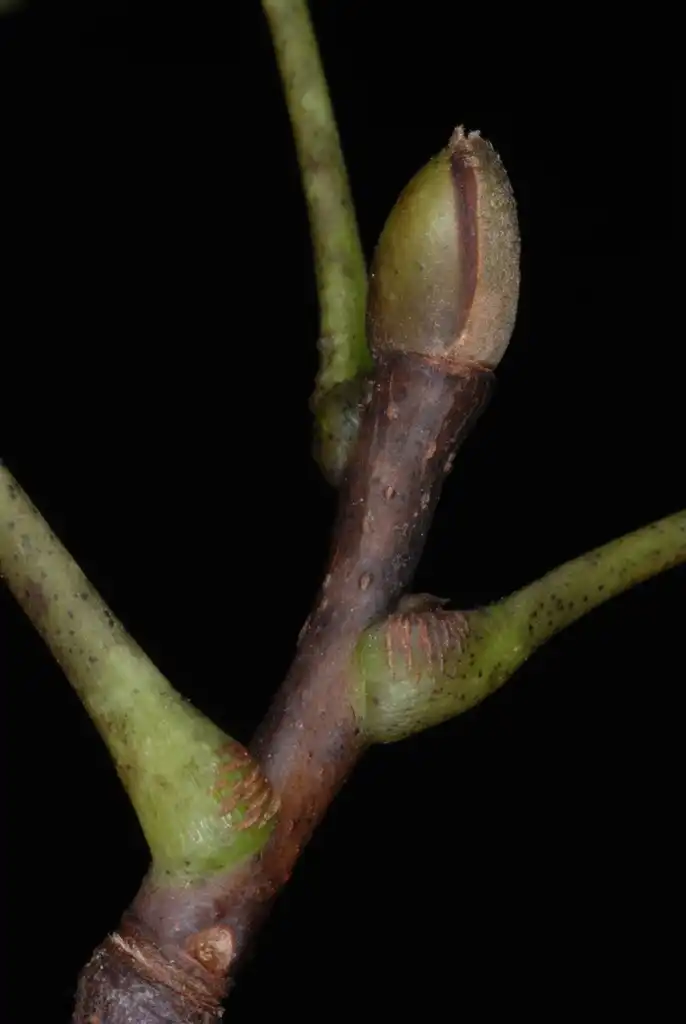 Photo of Carya glabra (Carya glabras)