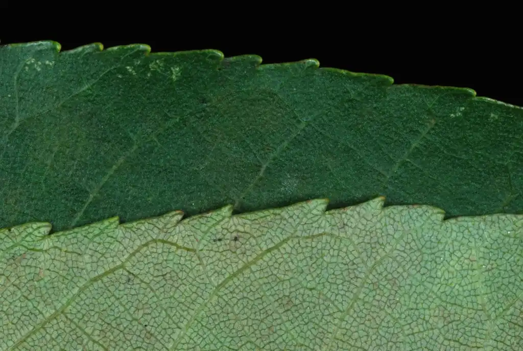 Photo of Carya glabra (Carya glabras)