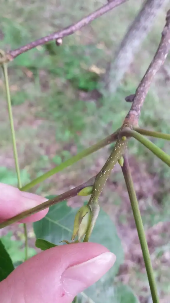 Photo of Carya glabra - Stem:Erin Faulkner
