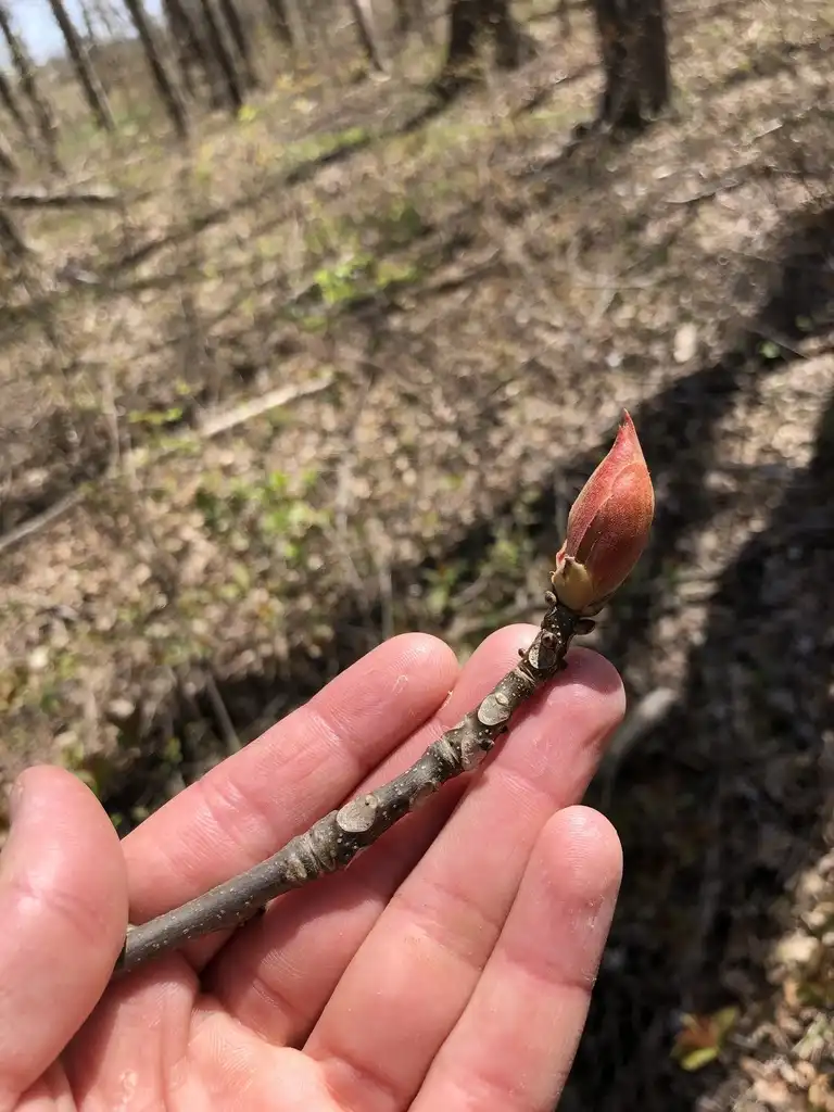Photo of Carya glabra - Terminal bud:Mass Audubon