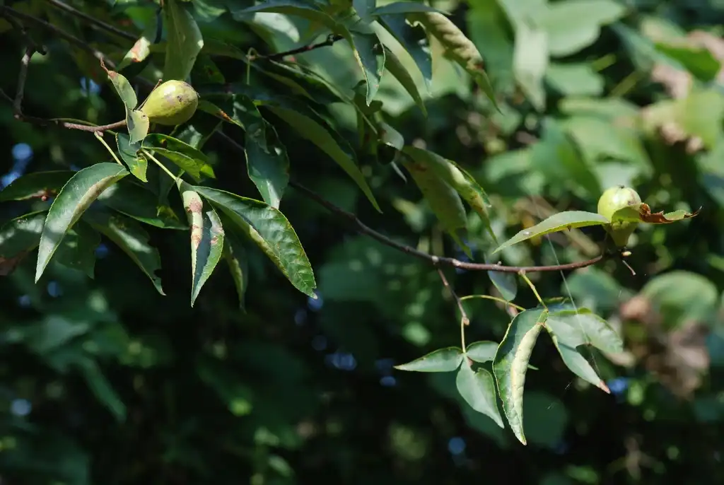 Photo of Carya glabra - (Guilford County, NC)-Early Fall:Douglas Goldman, USDA