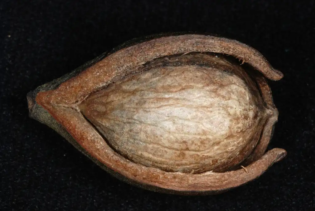 Photo of Carya glabra - (Guilford County, NC)-Early Fall:Douglas Goldman, USDA