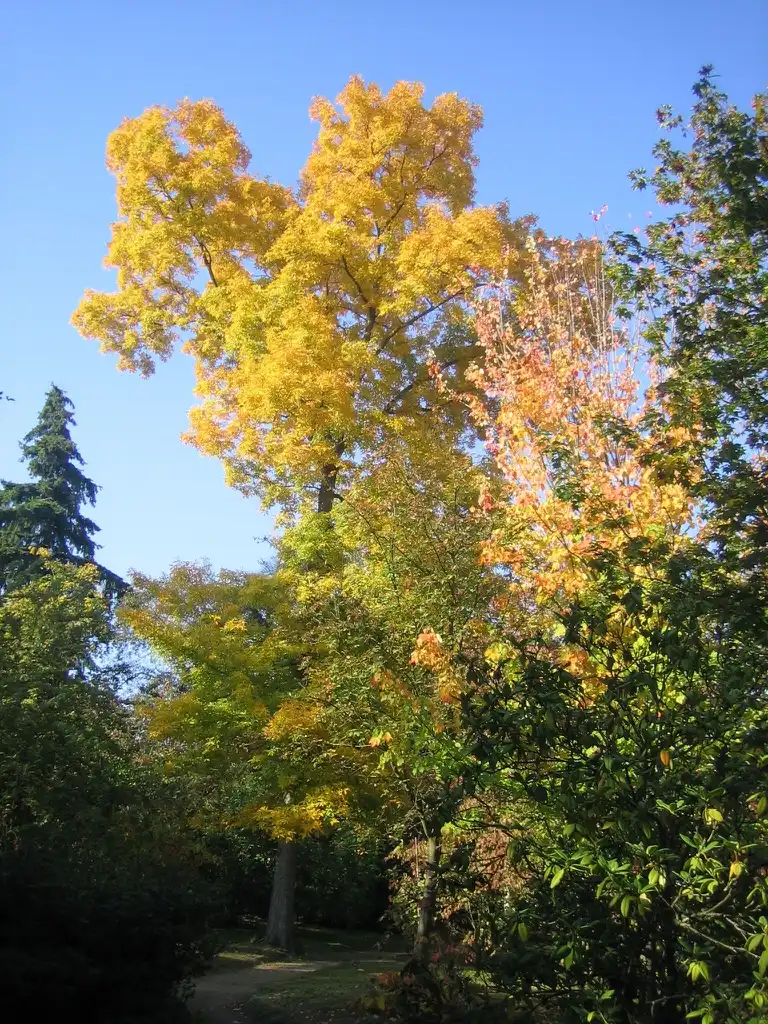 Photo of Carya glabra - Fall form:Supergrosfatty