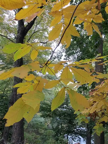 Photo of Carya glabra - Fall color:Kristine Paulus