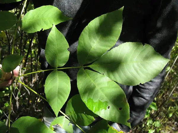 Photo of Carya glabra - Leaves:Jamie Richmond