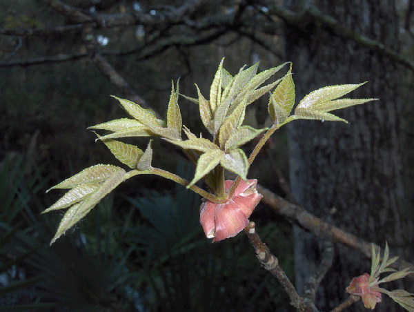 Photo of Carya glabra - Emerging leaves:Homer Edward Price-