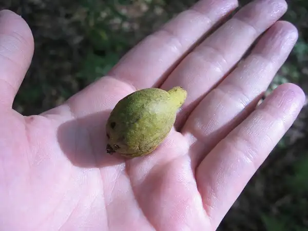 Photo of Carya glabra - Fruit:H. C. Williams