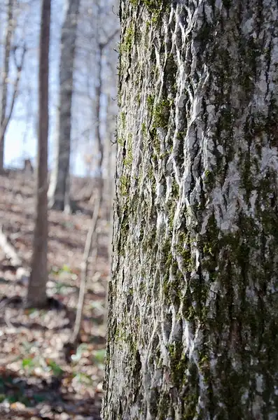 Photo of Carya glabra - Bark:Suzanne Caldwell