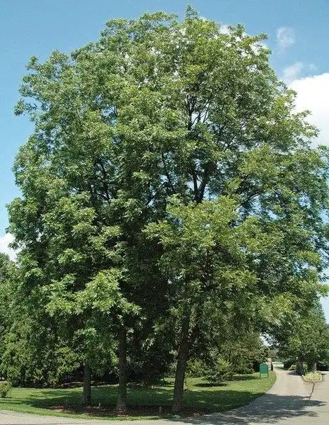 Foto de Carya illinoinensis (Carya illinoinensiss)