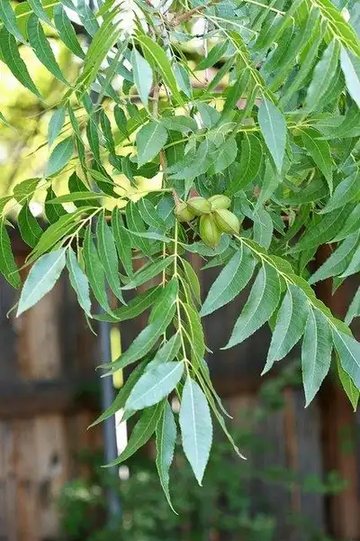 Foto de Carya illinoinensis (Carya illinoinensiss)