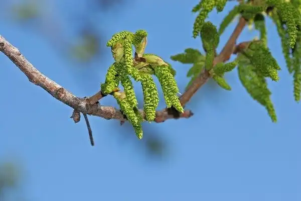 Foto de Carya illinoinensis - Male catkins:Andrey Zharkikh