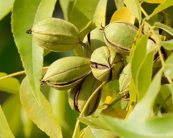 Foto de Carya illinoinensis - Ripe fruit:Janet and Phil