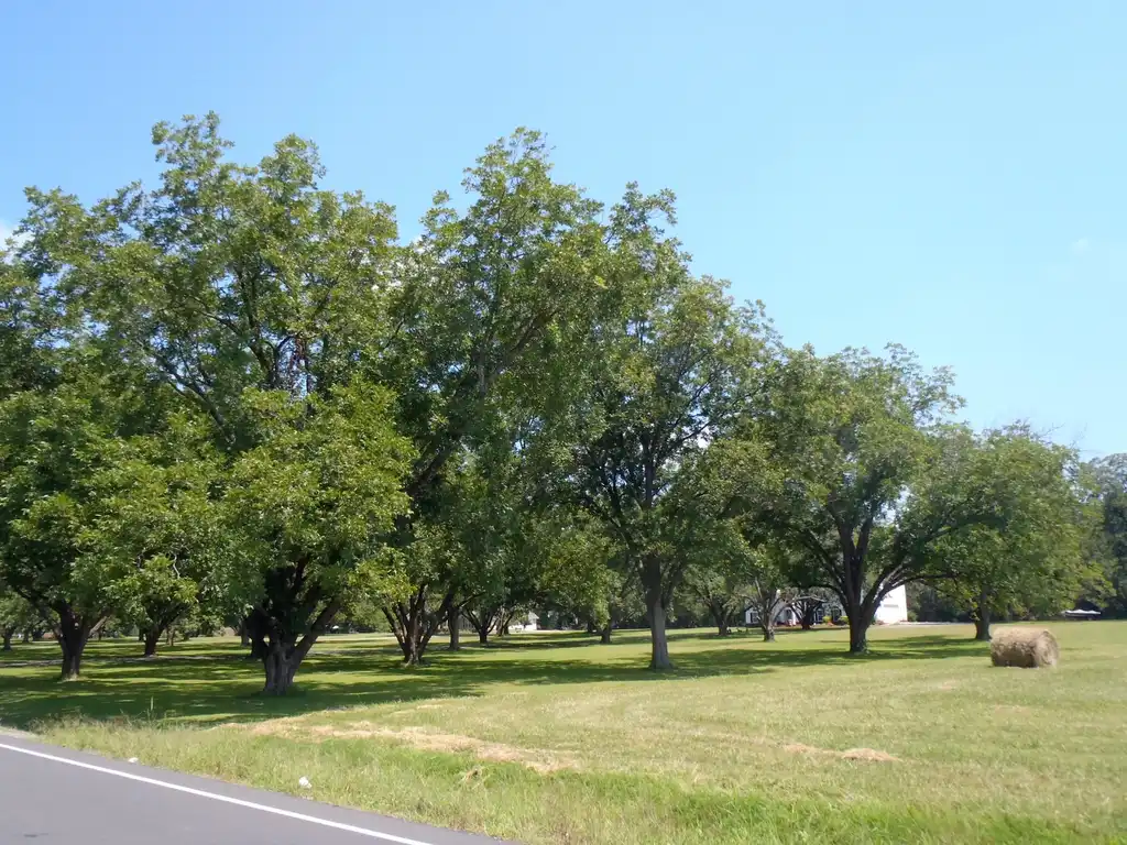 Foto de Carya illinoinensis - Tree Line:Jim Robbins