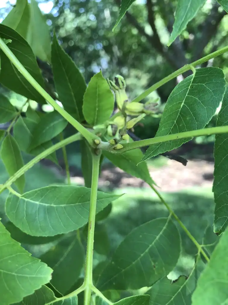 Foto de Carya illinoinensis - Flower Seeds (Wake County,NC):Cathy Dewitt