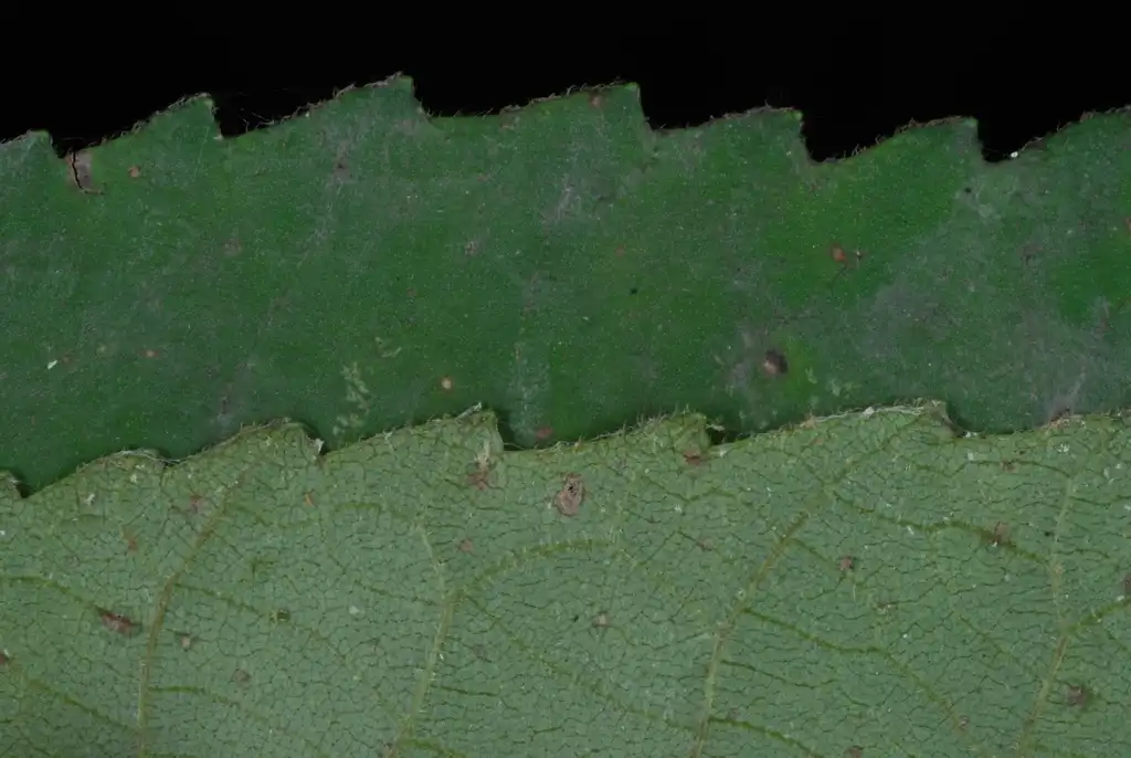 Photo of Carya laciniosa (Carya laciniosas)