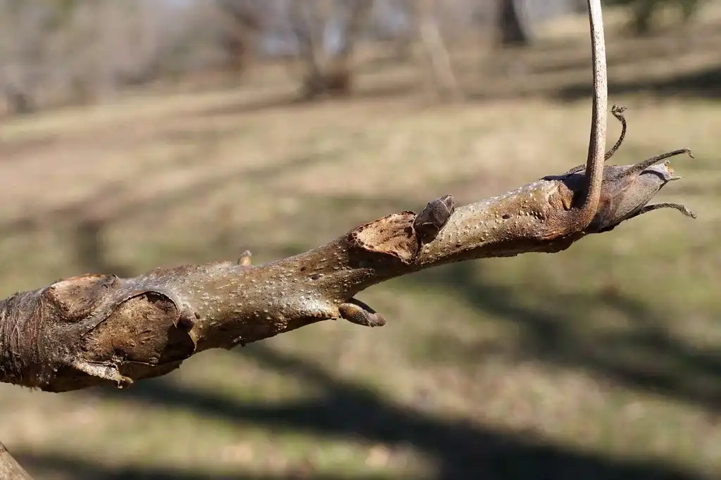 Photo of Carya laciniosa - Stem:Plant Imge Library