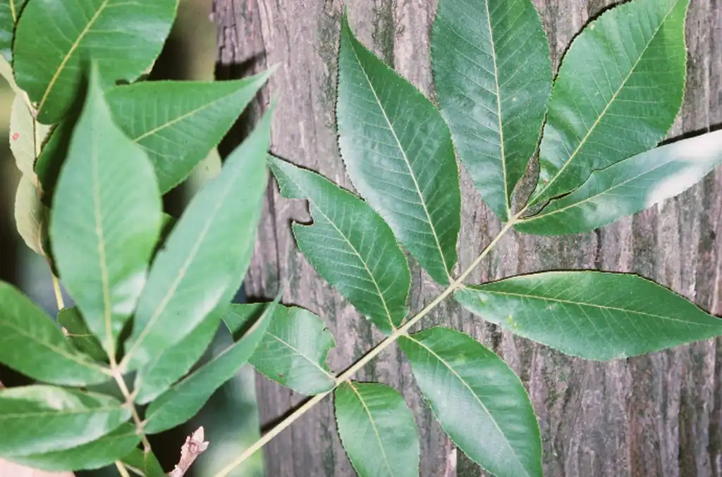 Photo of Carya laciniosa - Leaves:NRCS