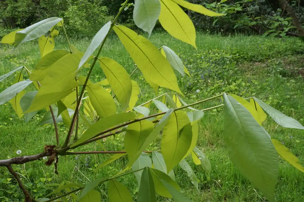 Photo of Carya laciniosa - Leaves:Plant Image Library