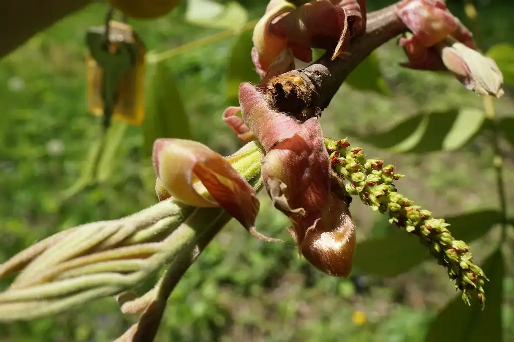 Photo of Carya laciniosa - Male Flowers:Plant Image Library