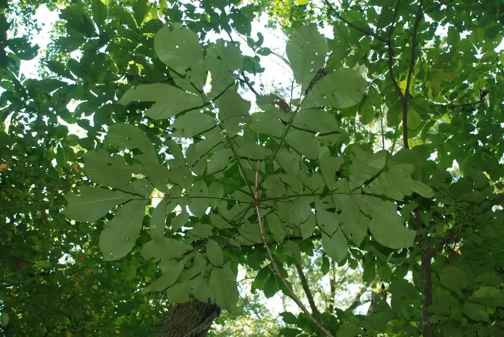 Photo of Carya laciniosa - (North Carolina, US)-Early Fall:Douglas Goldman, USDA
