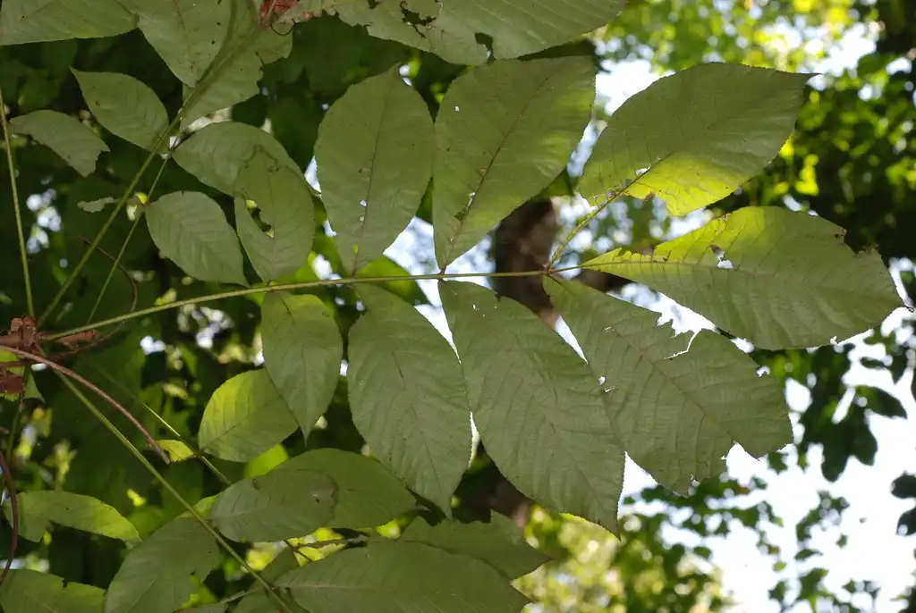 Photo of Carya laciniosa - (North Carolina, US)-Early Fall:Douglas Goldman, USDA