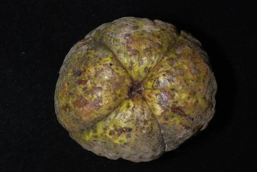 Photo of Carya laciniosa - (North Carolina, US)-Early Fall:Douglas Goldman, USDA