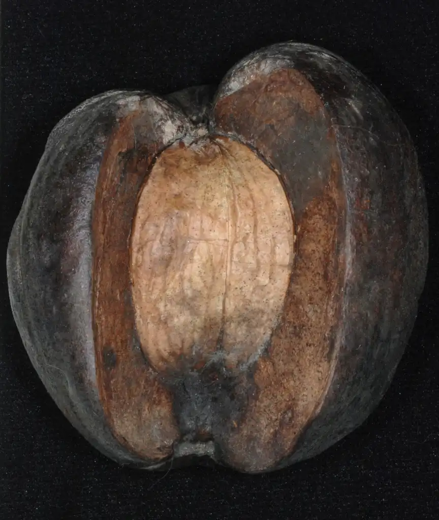 Photo of Carya laciniosa - (North Carolina, US)-Early Fall:Douglas Goldman, USDA