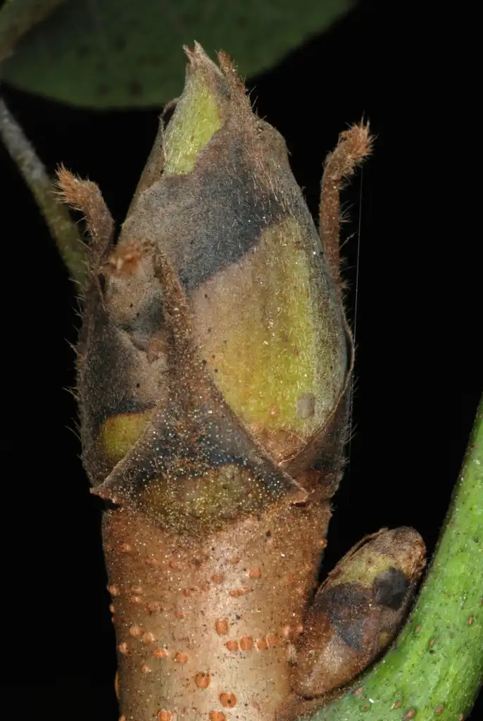 Photo of Carya laciniosa - (North Carolina, US)-Early Fall:Douglas Goldman, USDA