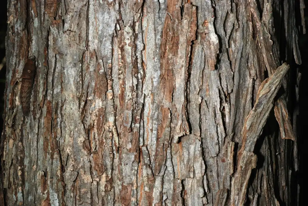 Photo of Carya laciniosa - (North Carolina, US)-Early Fall:Douglas Goldman, USDA