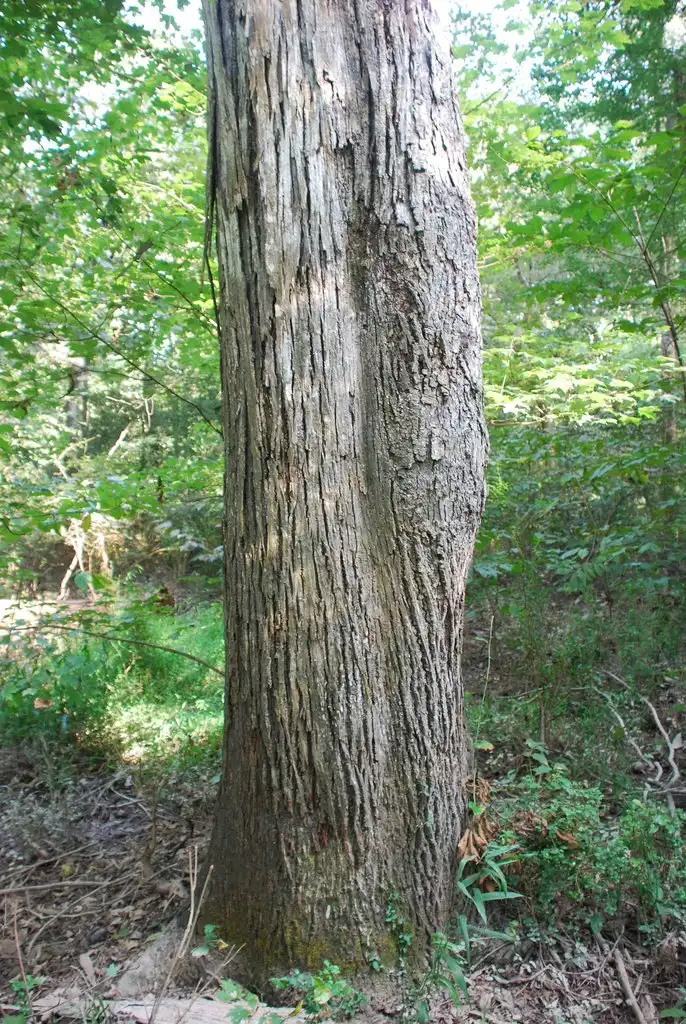 Photo of Carya laciniosa - (North Carolina, US)-Early Fall:Douglas Goldman, USDA