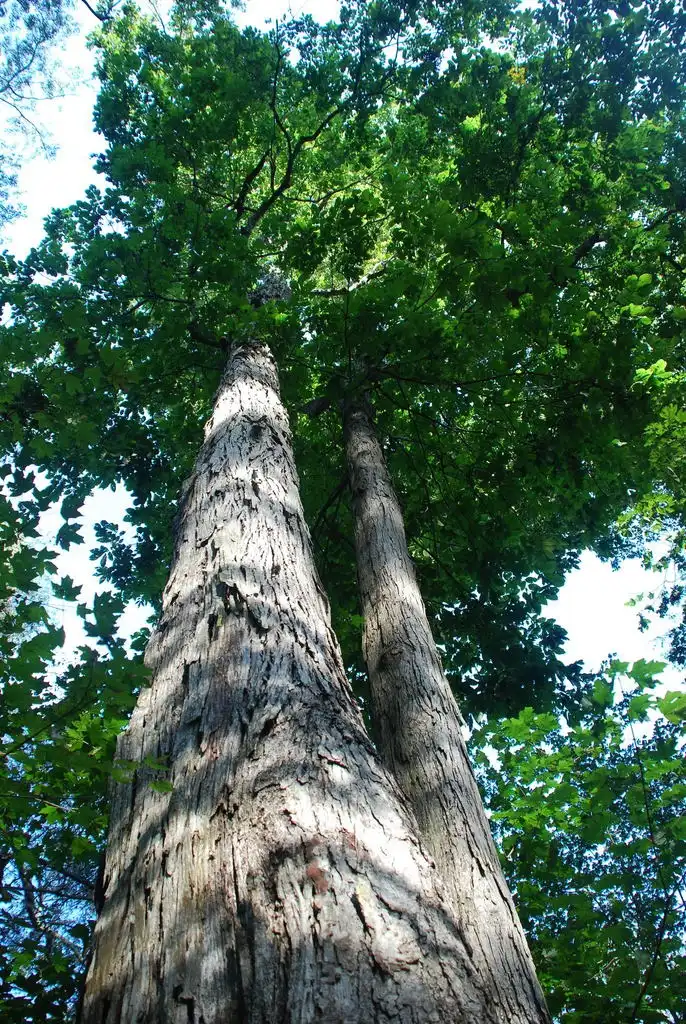 Photo of Carya laciniosa - (North Carolina, US)-Early Fall:Douglas Goldman, USDA
