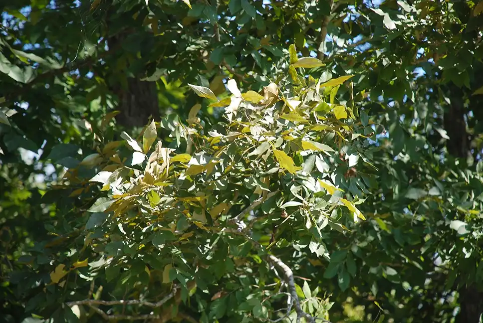 Фото Carya myristiciformis (Carya myristiciformiss)