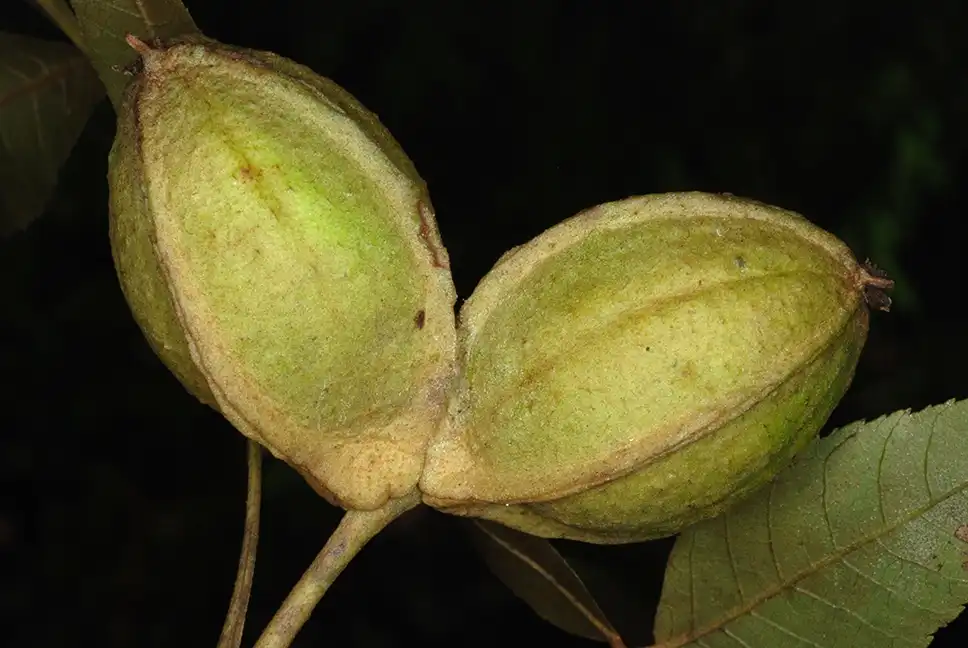 Фото Carya myristiciformis (Carya myristiciformiss)