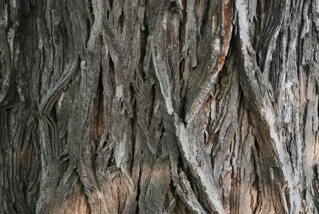 Photo of Carya ovalis (Carya ovaliss)