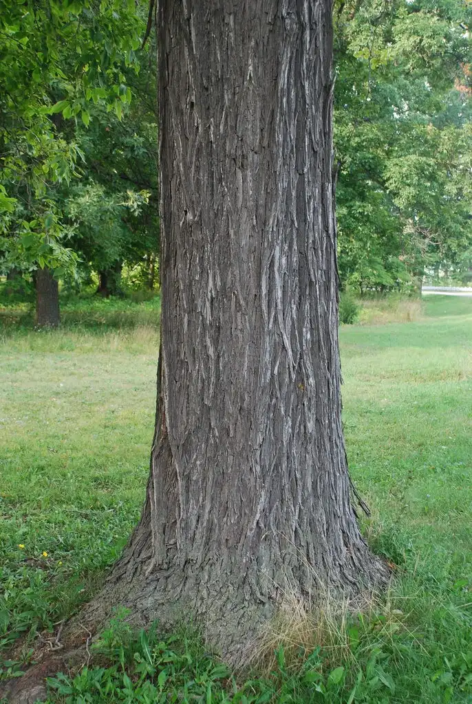 Photo of Carya ovalis (Carya ovaliss)