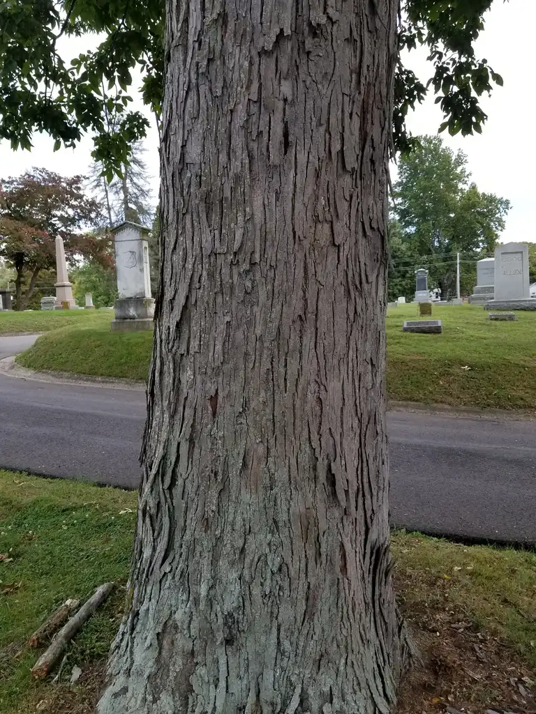 Photo of Carya ovalis - Bark:Jaknouse