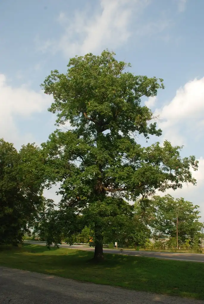 Photo of Carya ovalis - (Niagara Falls, ON)-Late Summer:Douglas Goldman, USDA